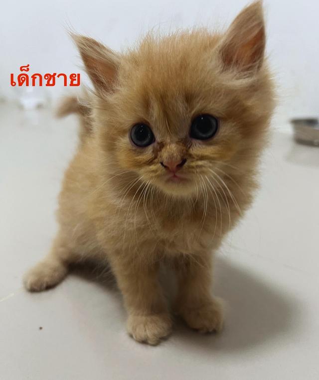 แมวเปอร์เซียแท้ หน้าตุ๊กตา