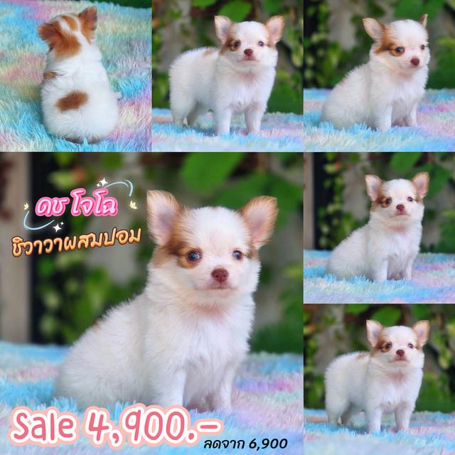 ชิวาวาผสมปอม เพศผู้ พิกัดรามอินทรา