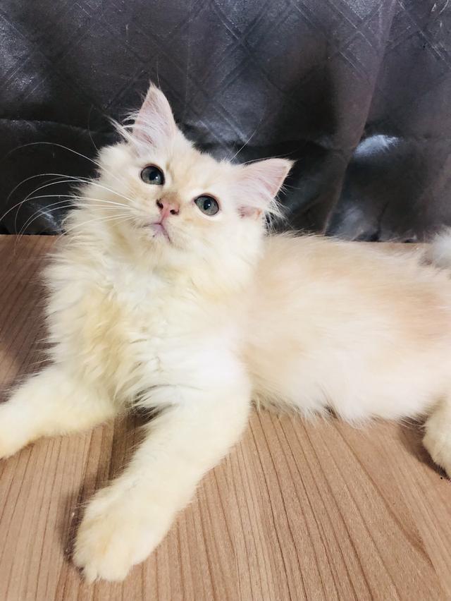 น้องแมวพันธุ์ หิมาลายันผสมชินชิล่า เพศผู้ 3