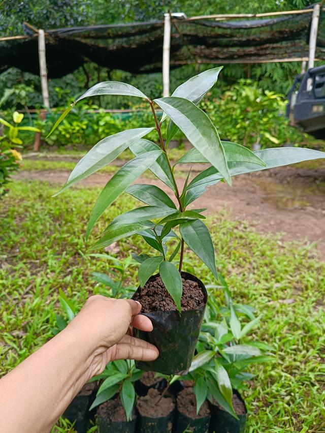 ต้นชมพู่น้ำดอกไม้ (3ต้น) 8