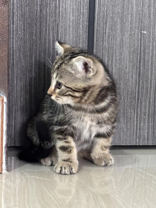 แมว อเมริกันช็อตแฮร์ รูปย่อยที่ 2