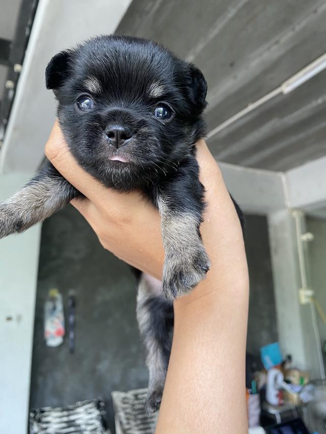 ชิวาวาเพศเมียขนยาวสีดำ