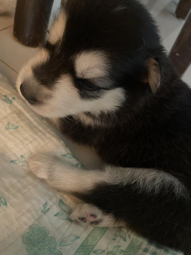 ลูกสุนัก ไซผสมโกลเด้น อายุ 1 เดือน รูปที่ 2