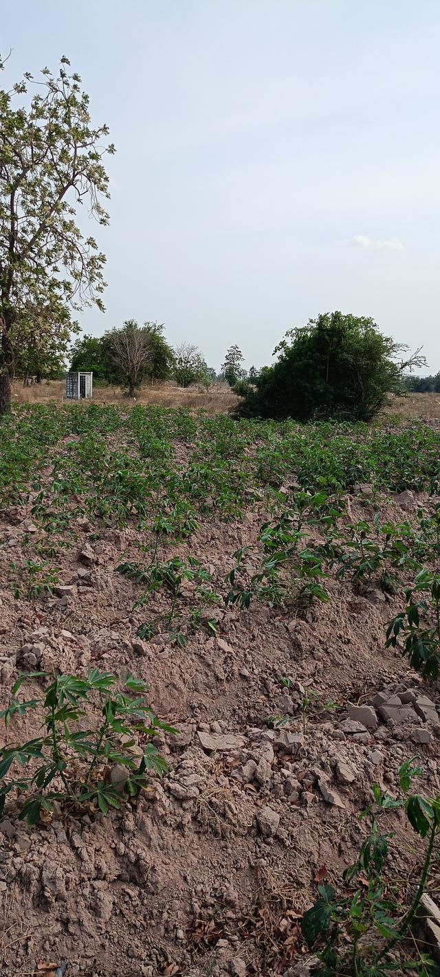 ที่ดินเหมาะสำหรับทำการเกษตรและบ้านพักอาศัยเศรษฐกิจพอเพียง 2