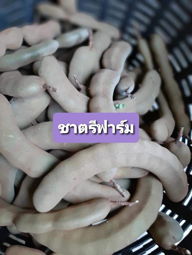 มะขามเปรี้ยวฝักดิบยักษ์