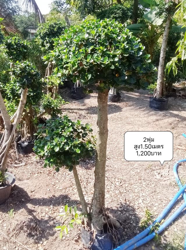 ไทรต่อยอดช้อนเงินช้อนทอง รูปที่ 8