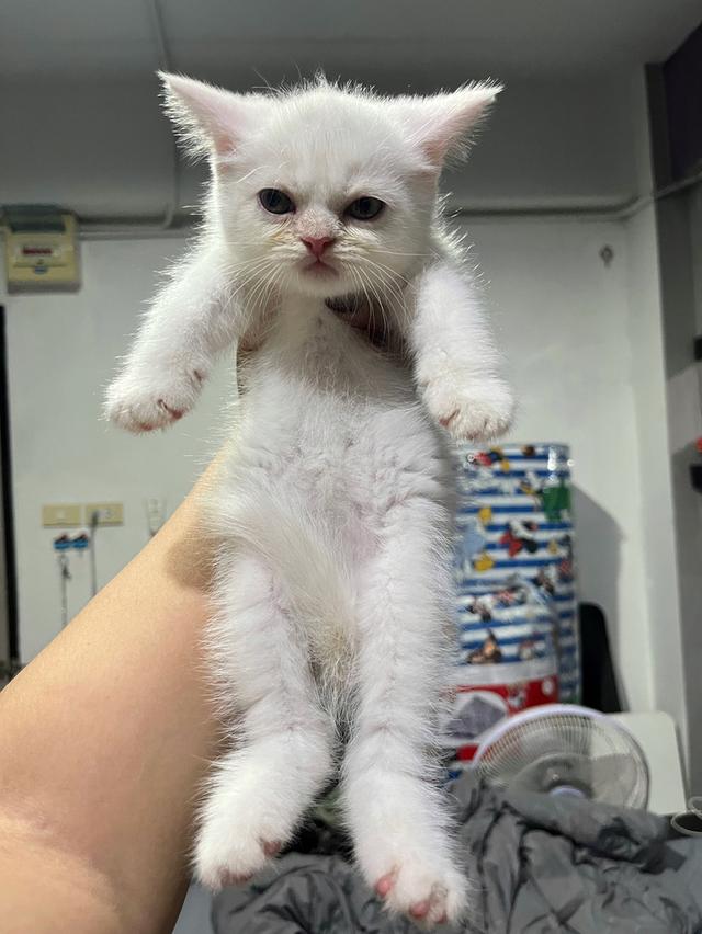 ลูกแมว สก็อตติช เปอร์เซีย รูปที่ 1