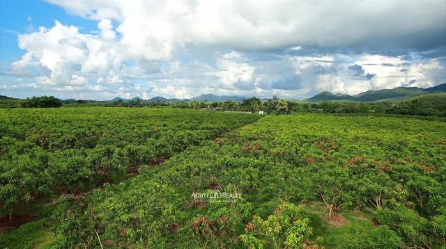 ขายสวนมะม่วง อ.ป่าซาง จ.ลำพูน พร้อมต้นมะม่วง 5,000 ต้น ที่ดิน 117-3-84 ไร่ 5