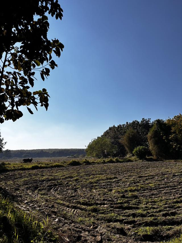 ที่ดินสวนเกษตร โฉนดครุฑแดงขนาด 11 ไร่  2 งาน 56 ตารางวา พร้อมโอน เจ้าของขายเอง 4