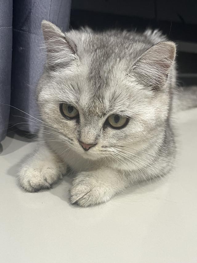 แมวบริติช ชอร์ตแฮร์ เพศเมีย สุขภาพดี ร่าเริง และน่ารัก