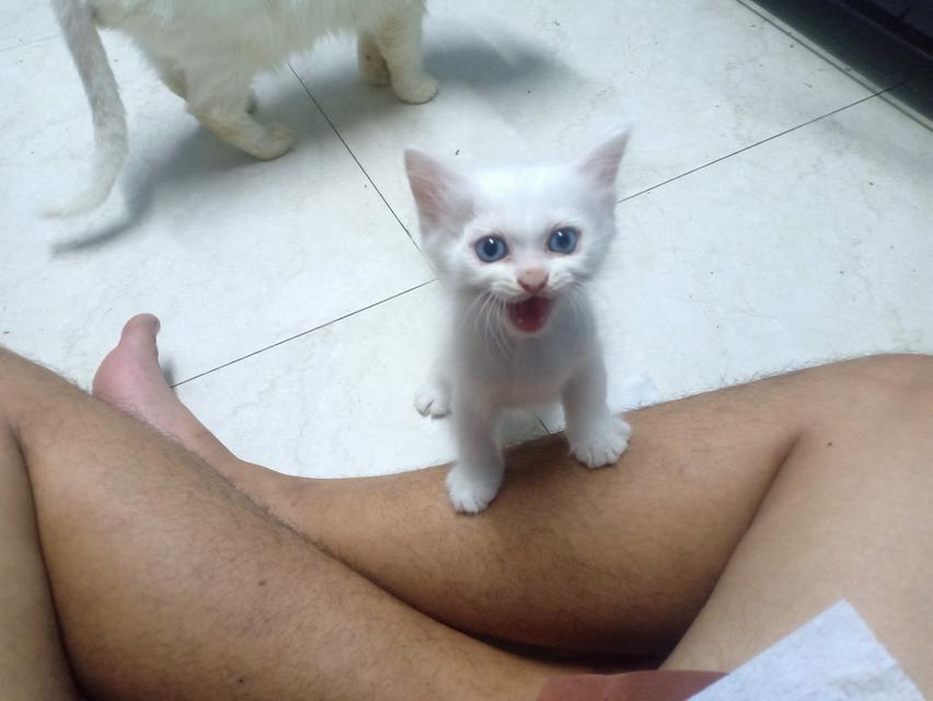 ลูกแมวเปอร์เซีย