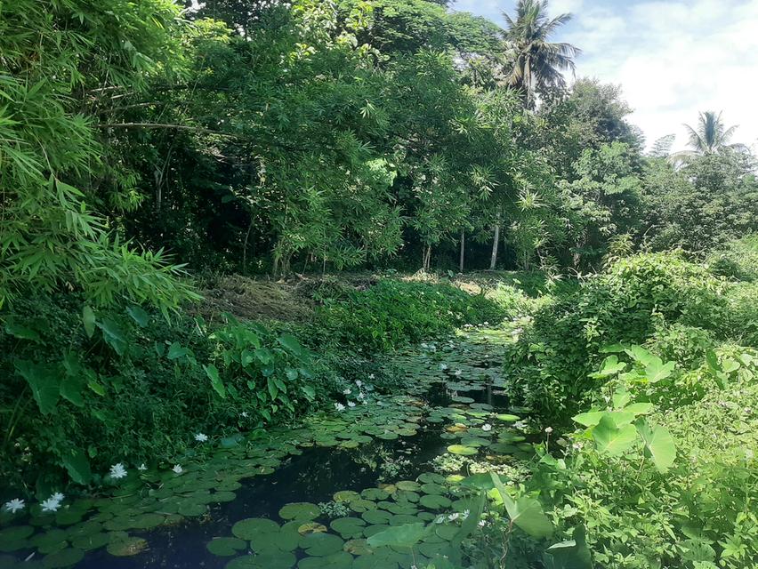 บ้านและที่ดิน ลำปาง ที่ติดลำธาร 2