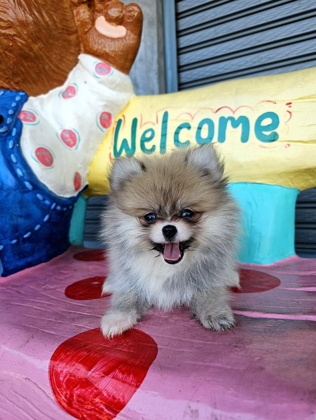 สุนัขพันธุ์ปอมเมอเรเนียน