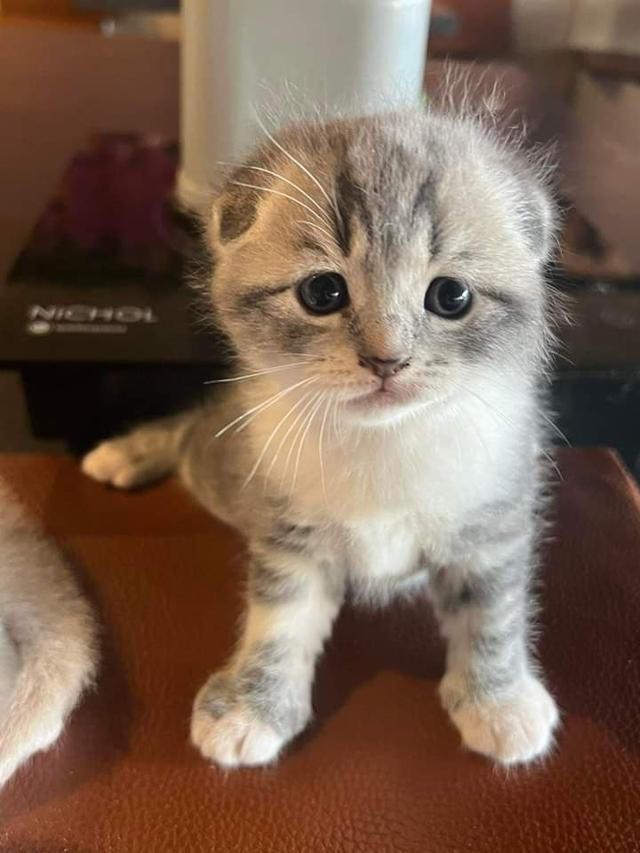 ลูกแมวScottish fold ญ 2