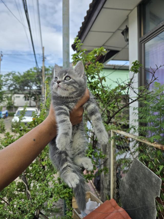 สก็อตติช โฟลด์ ปิด❌️🏠 รูปที่ 7