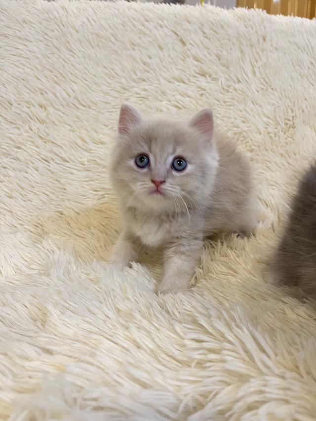 แมวเปอเซียแท้ สีครีม ลายเสือ รูปที่ 14