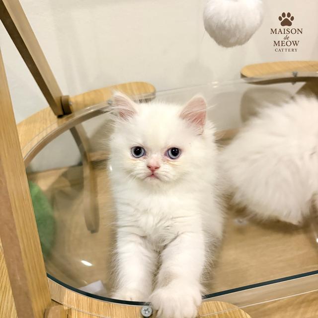 เปอร์เซีย ดญสีเหมือนแรคดอลล์