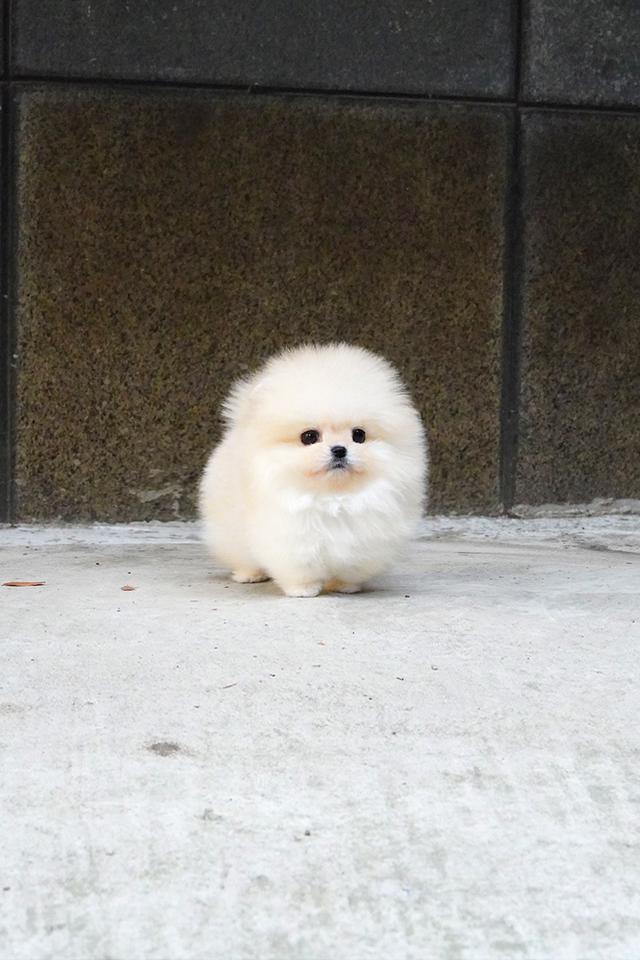 ขาย Pomeranian สีครีม เพศผู้ หน้าหมี ขนแน่น น่ารักมาก นำเข้าจากเกาหลี เกรดพรีเมียม รูปที่ 5
