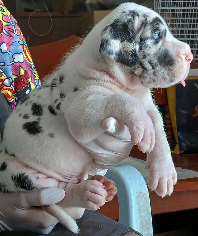 Great dane for sale เกรทเดนคุณภาพ รูปย่อยที่ 3