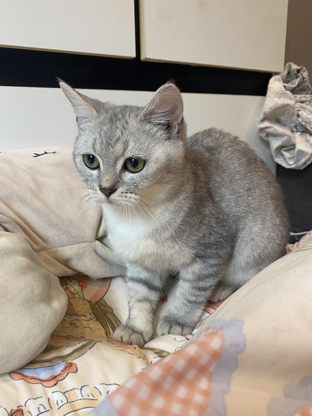 หาบ้าน แมวสก็อตติชโฟล์ด ผญ รูปที่ 2