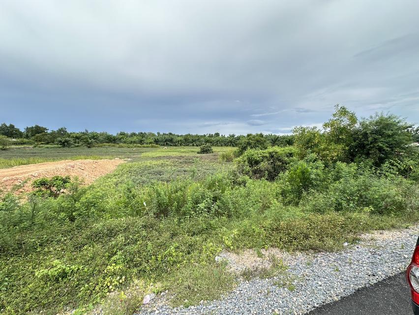 ขายที่ดินทำเลทอง ติดถนนหลัก ราคาสุดคุ้ม อนาคตไกล! 