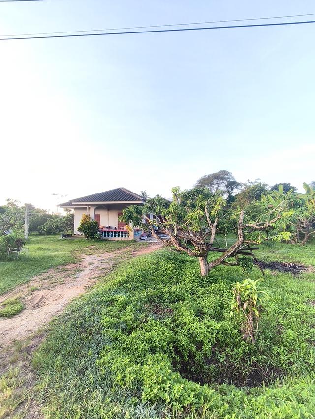 ที่ดินงามเชียงใหม่ 8