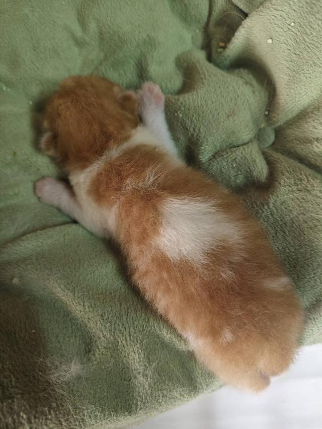 🌈เปิดจองน้องๆคลอกใหม่ ทักแชทพร้อมเปิดกล้อง รับน้องได้หลังหย่านม รูปย่อยที่ 2