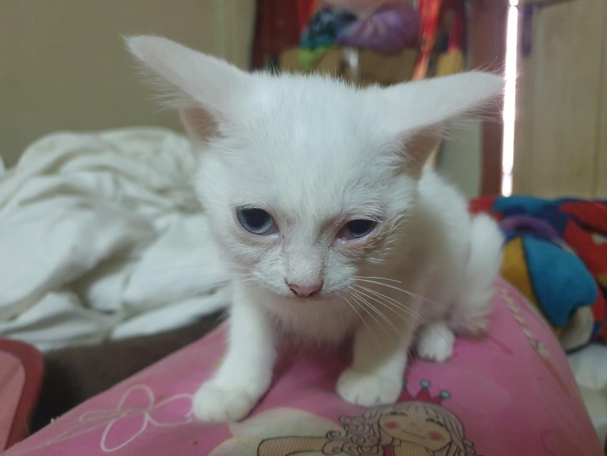 ขายเเมว (ตาไม่เท่ากัน)