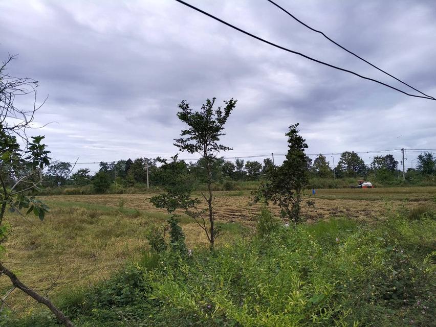 ขายที่นาติดถนนหลวงหมายเลข24 โชคชัย-เดชอุดม อ.เบญจลักษ์ จ.ศรีสะเกษ จำนวณ15ไร่1งาน38ตรว. ราคาไร่ละ1.2ล.