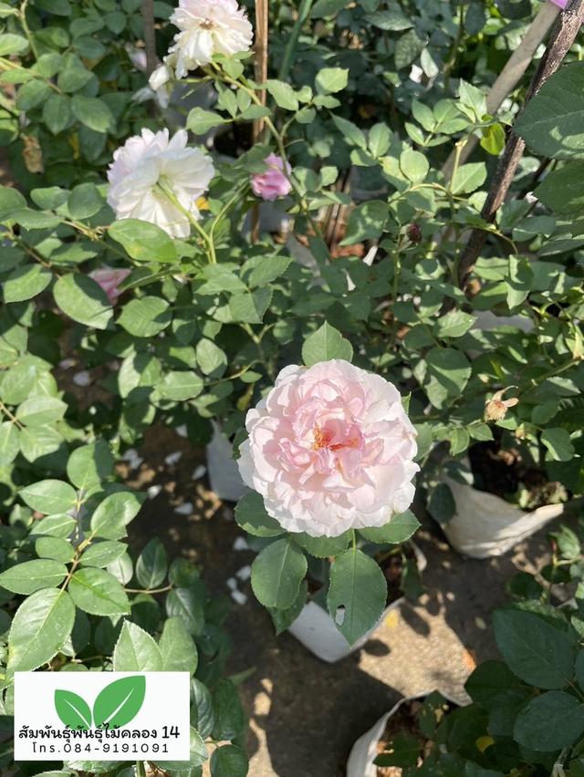 กุหลาบ ต้นกุหลาบ ต้นดอกกุหลาบ รูปที่ 4