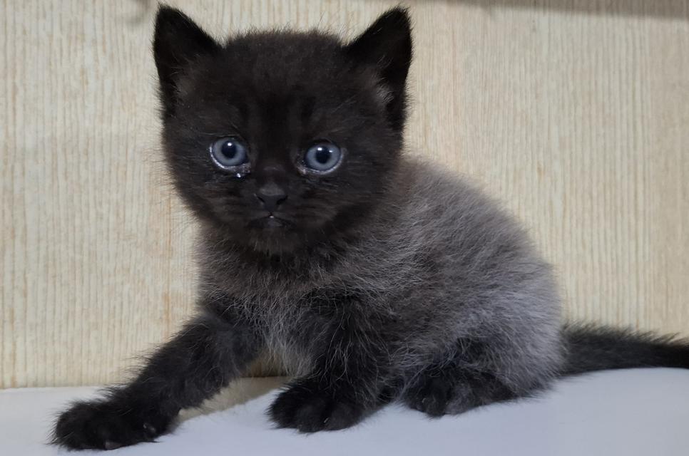 ลูกแมวบริติชเปอร์เซีย