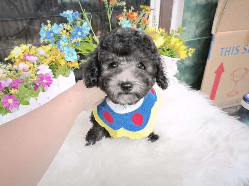 Toy Poodle puppies For sale 3