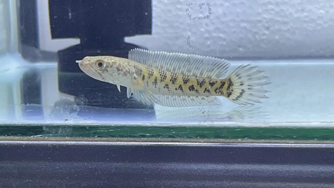 ปลาช่อน Auranti HighFin