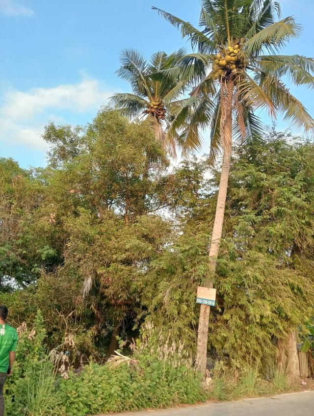 ขายที่ดิน ทำเลดี ที่สวย 2