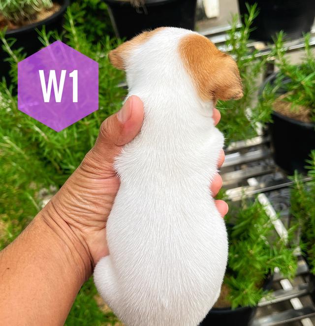 ลูกสุนัข Jackrussell เพศเมีย 3