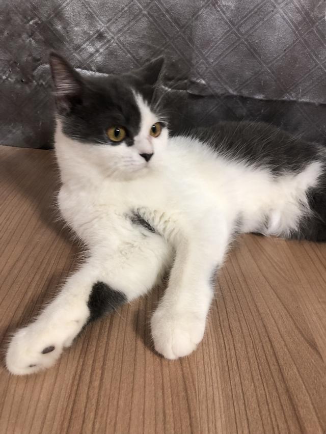 น้องแมวพันธุ์ อเมริกันเคิร์ลผสมหิมาลายัน เพศเมีย ( สี เทา ขาว )