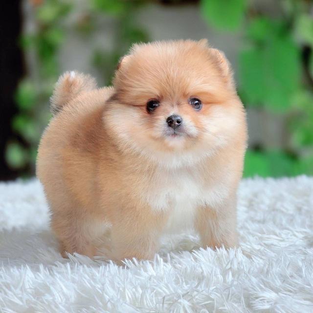 ปอมเมอเรเนียนแท้ เมีย พร้อมย้ายบ้าน พิกัดรามอินทรา รูปที่ 5