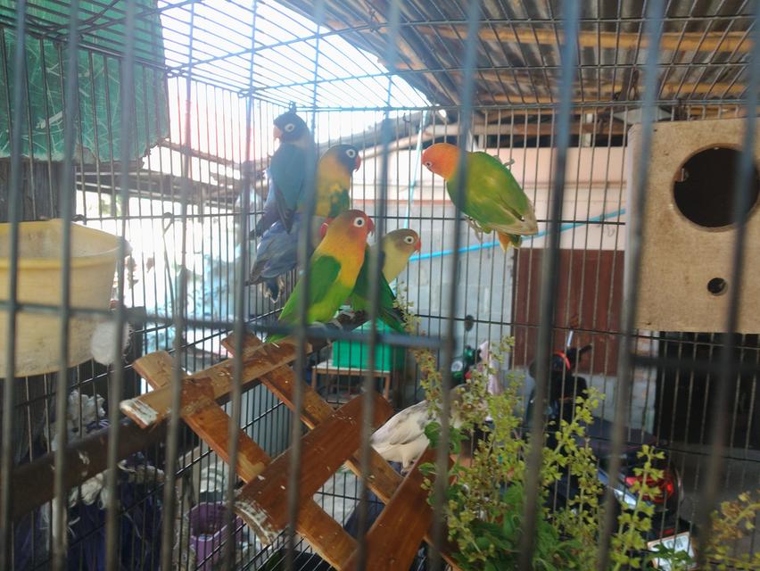 ขายนกเลิฟเบิดร์ราคาคุ่800