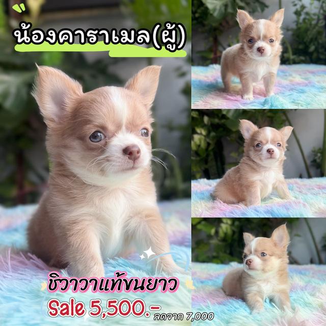 ชิวาวาแท้ขนยาว เพศผู้ พร้อมย้ายบ้าน