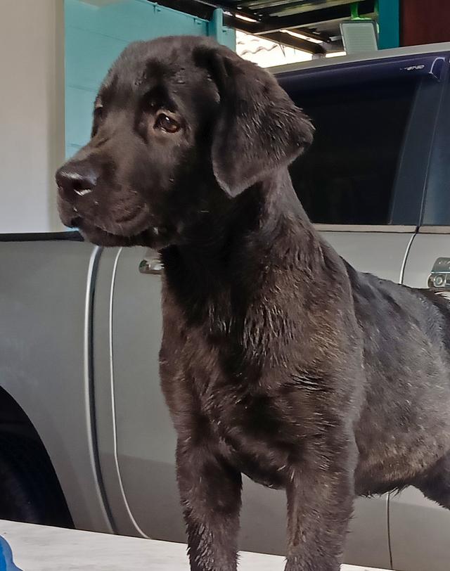 ขายลูกสุนัขพันธ์ลาบราดอ