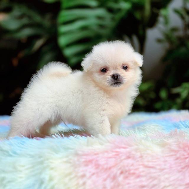 ปอมผสมชิวาวาเพศผู้ 10