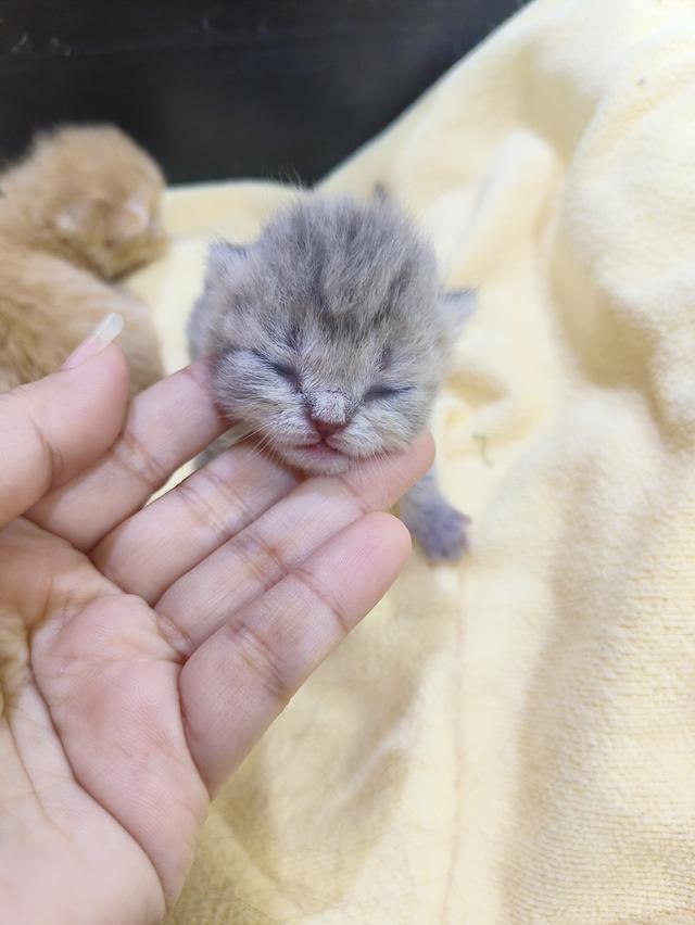 สัตว์เลี้ยง ลูกแมวสก็อตติช รูปที่ 6