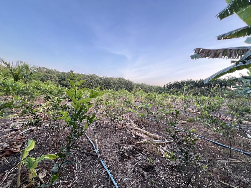 ที่ดินพร้อมสิ่งปลูกสร้าง 6