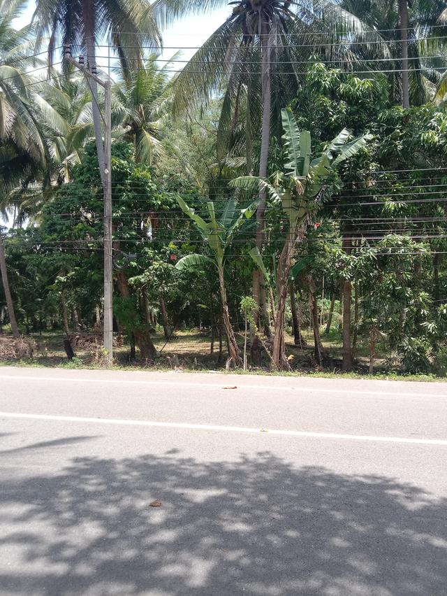 ขายที่ดินเลียบชายทะเลบางน้ำจืด อ.หลังสวน จ.ชุมพร 1