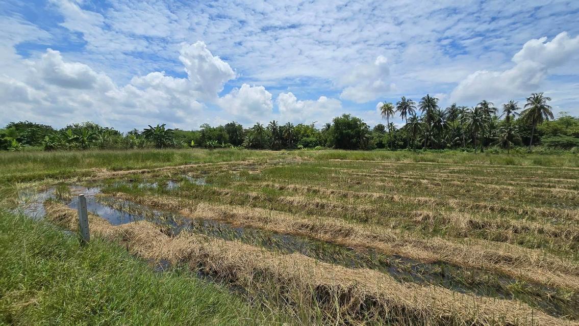 ขายด่วนที่ดิน 600 ตรว ติดถนนสาธารณะ ต.มหาสวัสดิ์ อ.พุทธมณฑล จ.นครปฐม 2