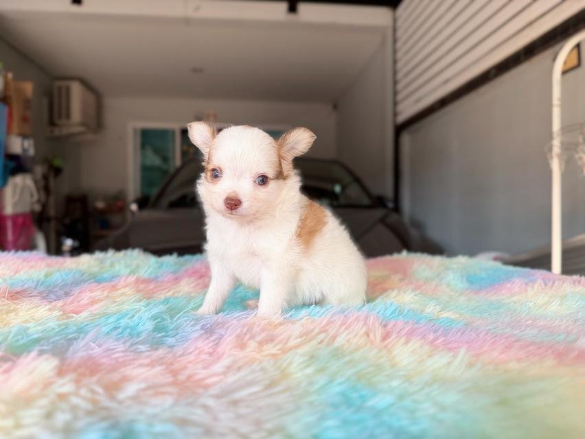 ชิวาวาผสมปอม เพศผู้ พิกัดรามอินทรา 6