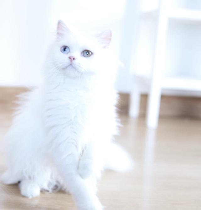 ขายแมวเปอร์เซียตาสองสีน่ารัก รูปที่ 14