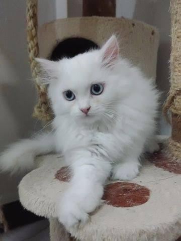 แมว สก๊อตติช-โฟลด์สีขาว