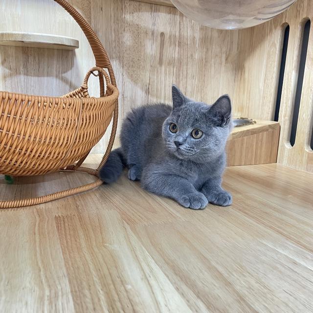 แมวมันช์กิ้นขายาวเพศชาย