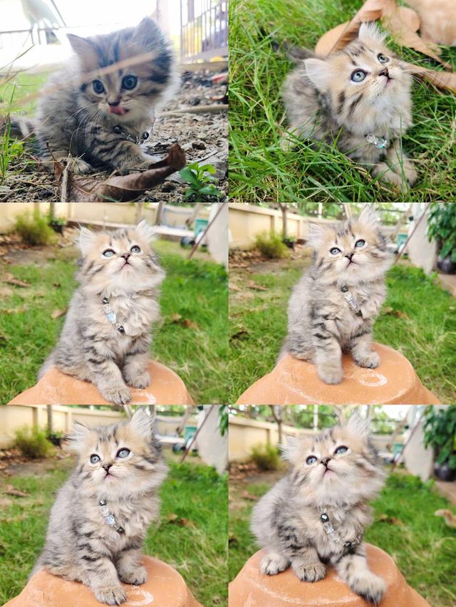 สกอตติชโฟล์หูพับ+เปอร์เซีย